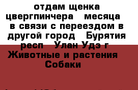 отдам щенка цвергпинчера 4 месяца , в связи с переездом в другой город - Бурятия респ., Улан-Удэ г. Животные и растения » Собаки   